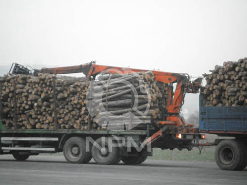 raw material-wood logs